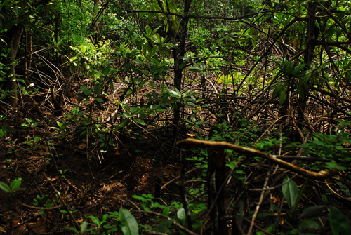 mangrove end of bay1.jpg
