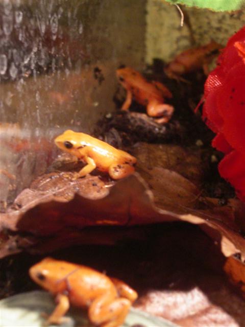 mantellas 047 (Small).JPG