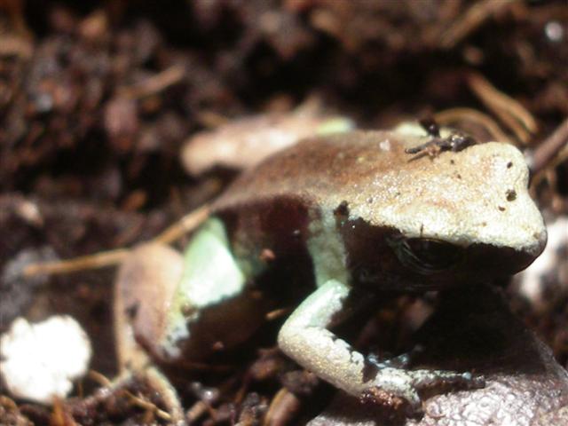 mantellas 059 (Small).JPG