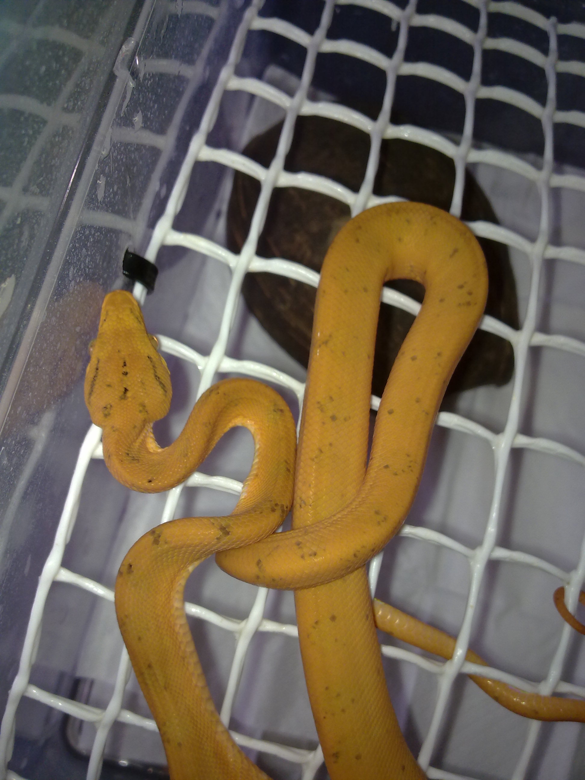 Mara 4ª muda (14).jpg