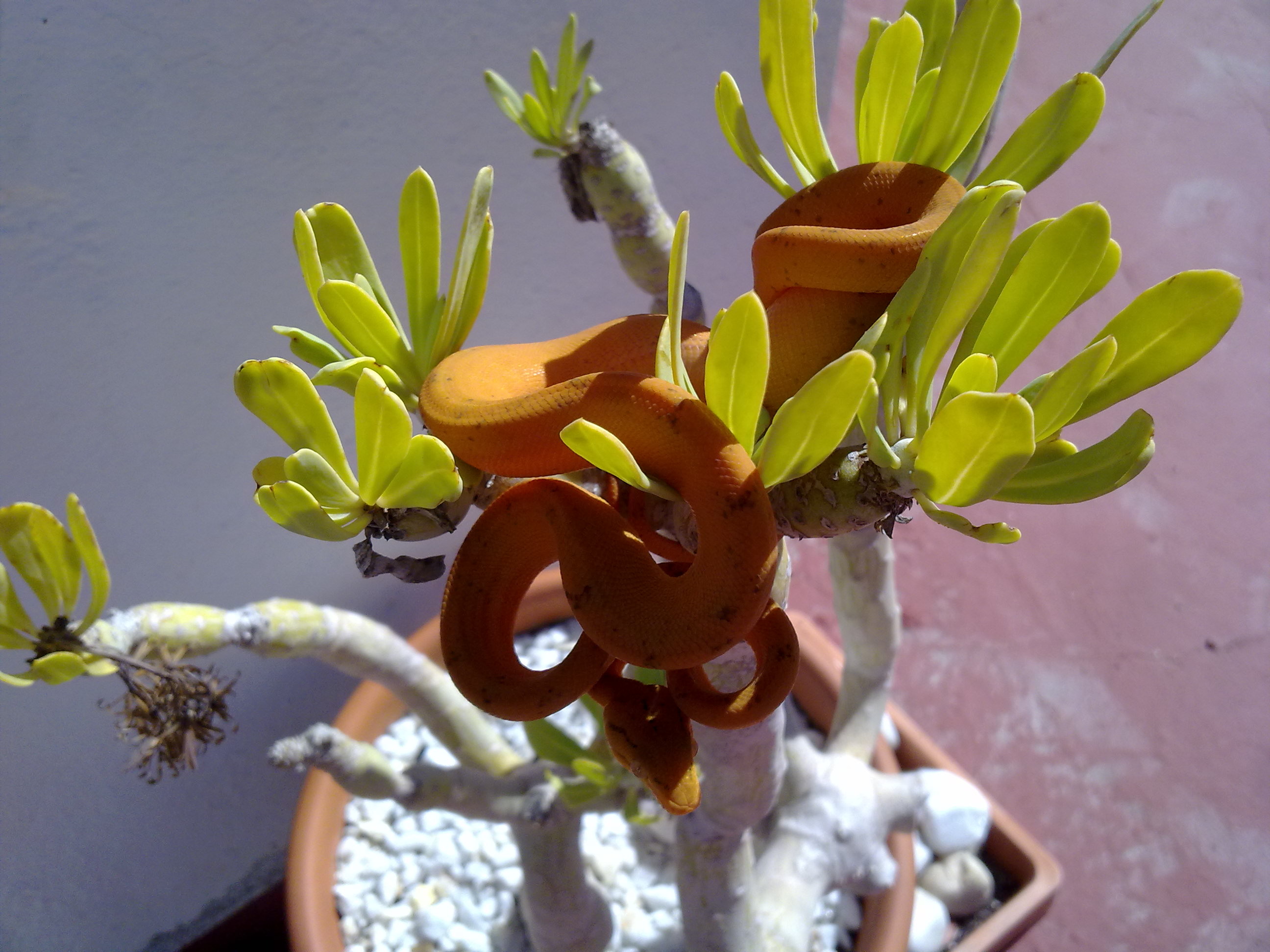 Mara 4ª muda (3).jpg