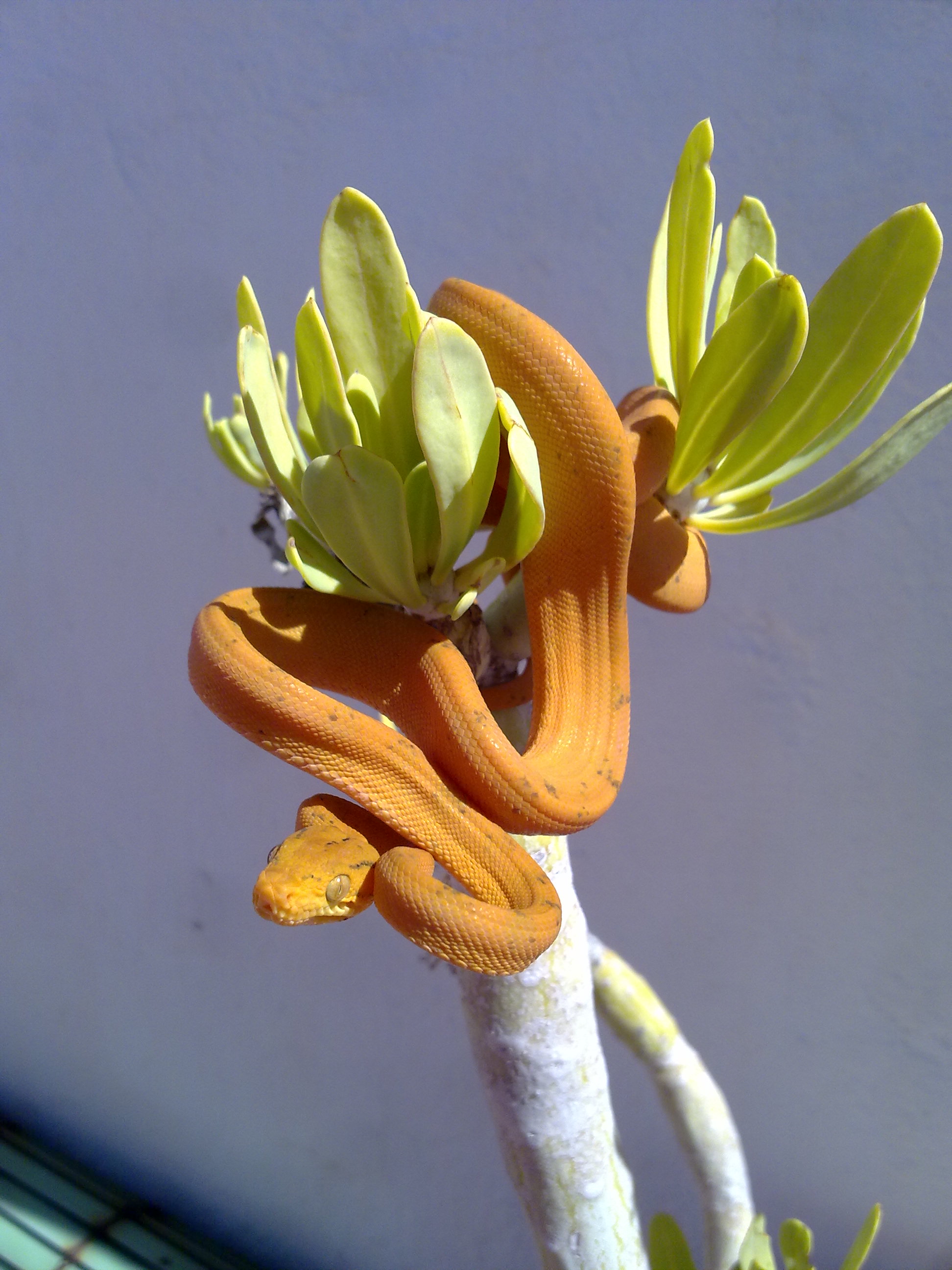 Mara 4ª muda (4).jpg