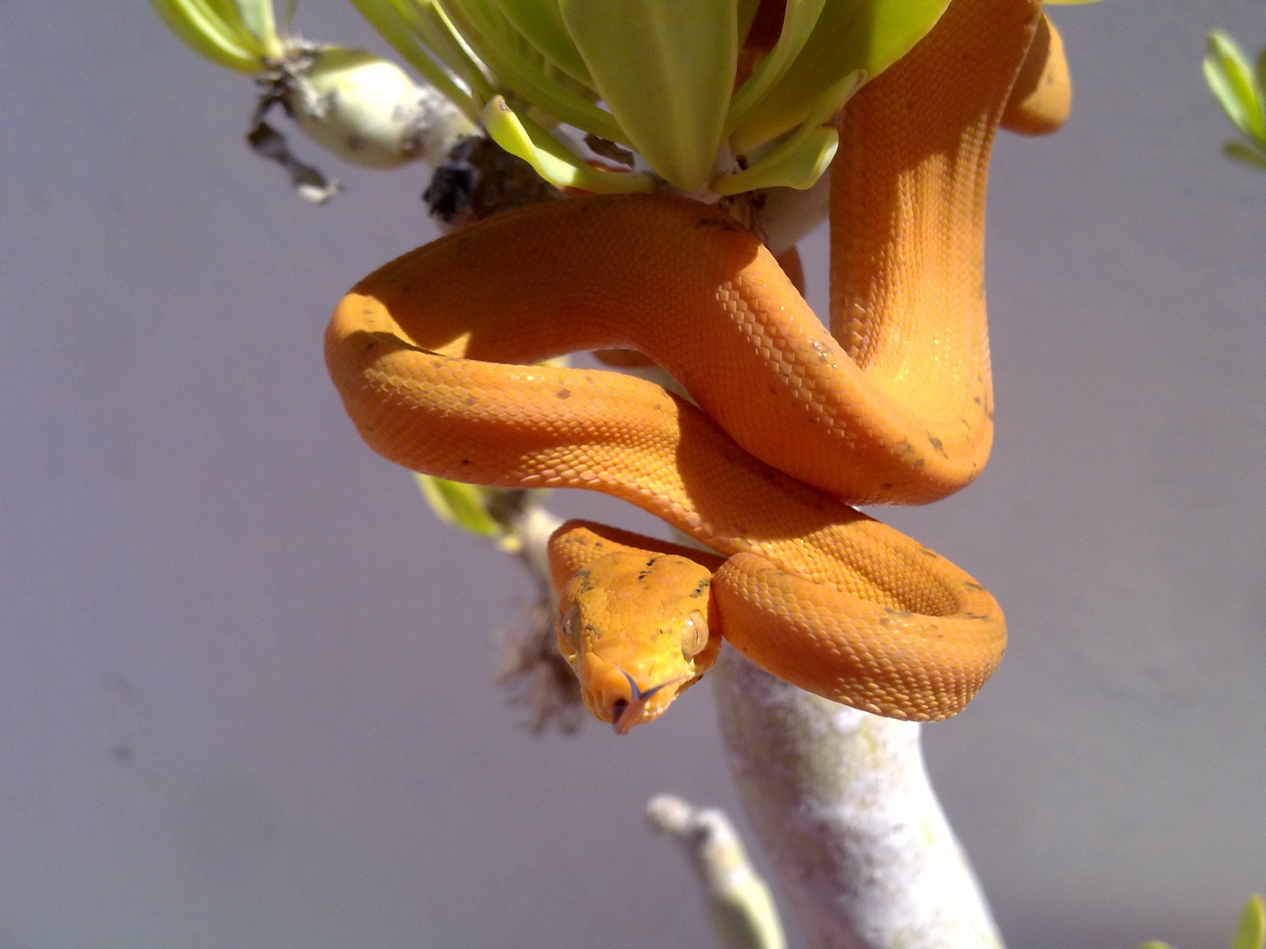 Mara 4ª muda (7).jpg