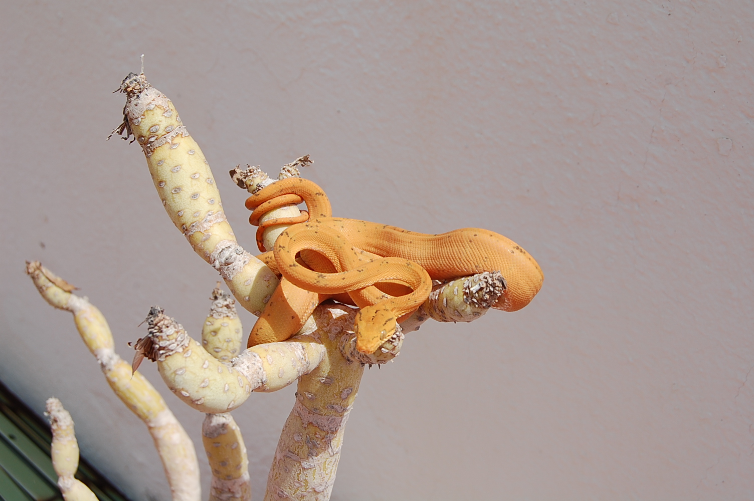 Mara 5ª muda (15).JPG