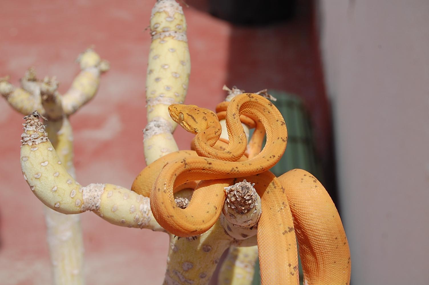 Mara 5ª muda (18).JPG