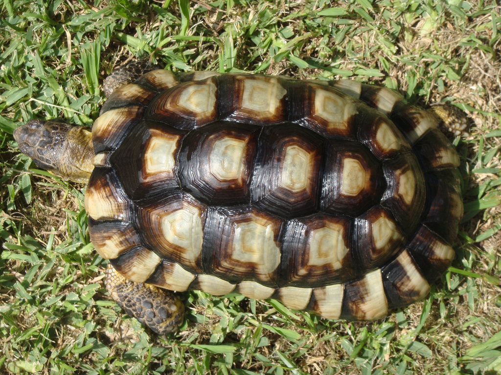 MARGINATA MACHO