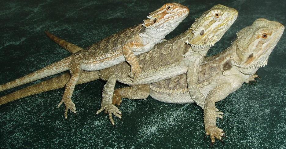 marijuana y sus compis.JPG