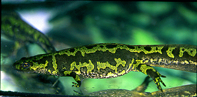 marmoratus hembra.jpg