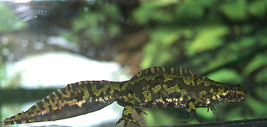 marmoratus macho.jpg