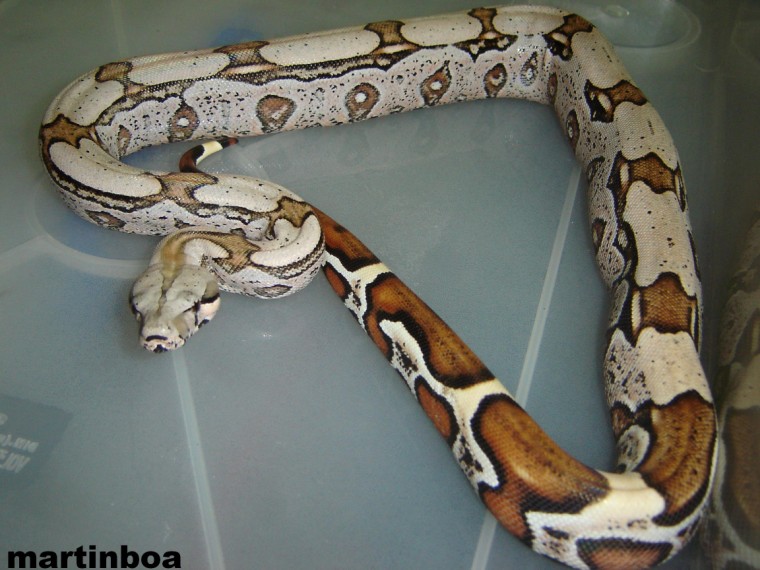 martinboa bccw (760 x 570)mmmmmmmmmmm.jpg