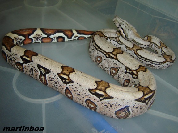 martinboabccde (576 x 432).jpg