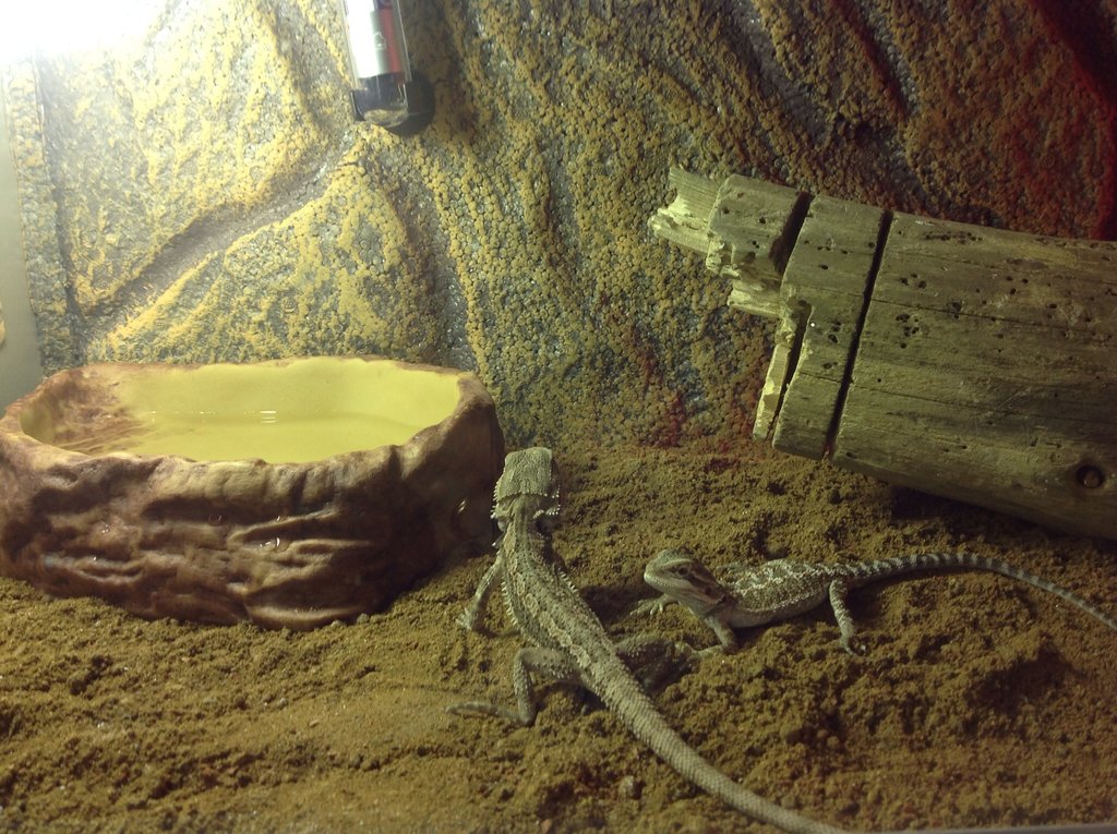 Me gustaría que me dierais vuestra opinión sobre mi terrario y mis pogonas