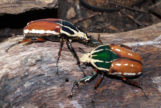 Mecynorhina torquata ugadensis, dos colores.jpg