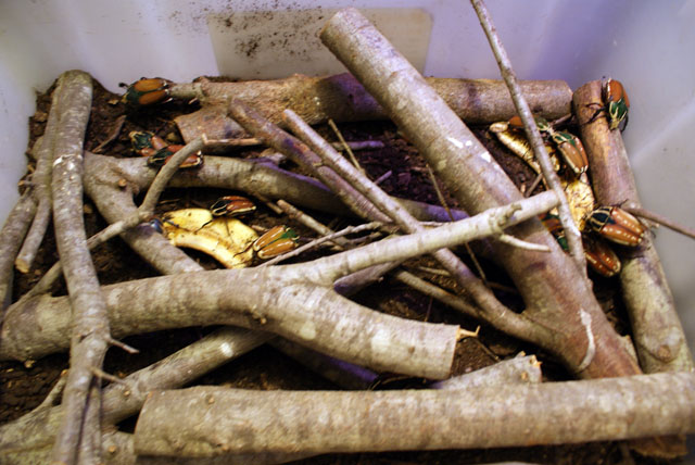 Mecynorhina torquata ugadensis en el primer recinto.jpg