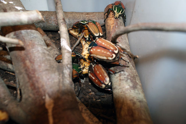Mecynorhina torquata ugadensis, tres colores marron verde azul  oscuro.jpg