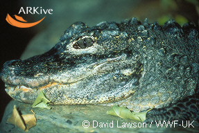 medium-Chinese-alligator.jpg