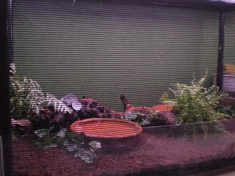 megophrys nasuta02.jpg