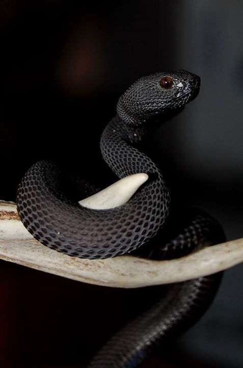 Melanistic pit viper (Trimesurus sp)
