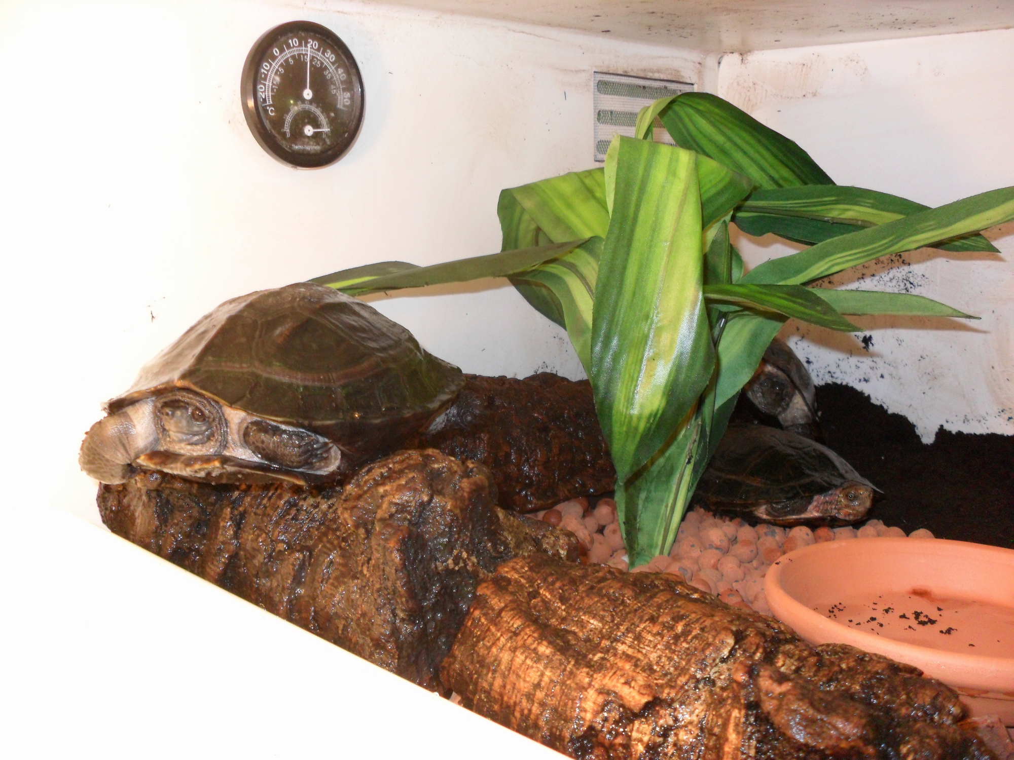 Melanochelys y Cyclemys.jpg