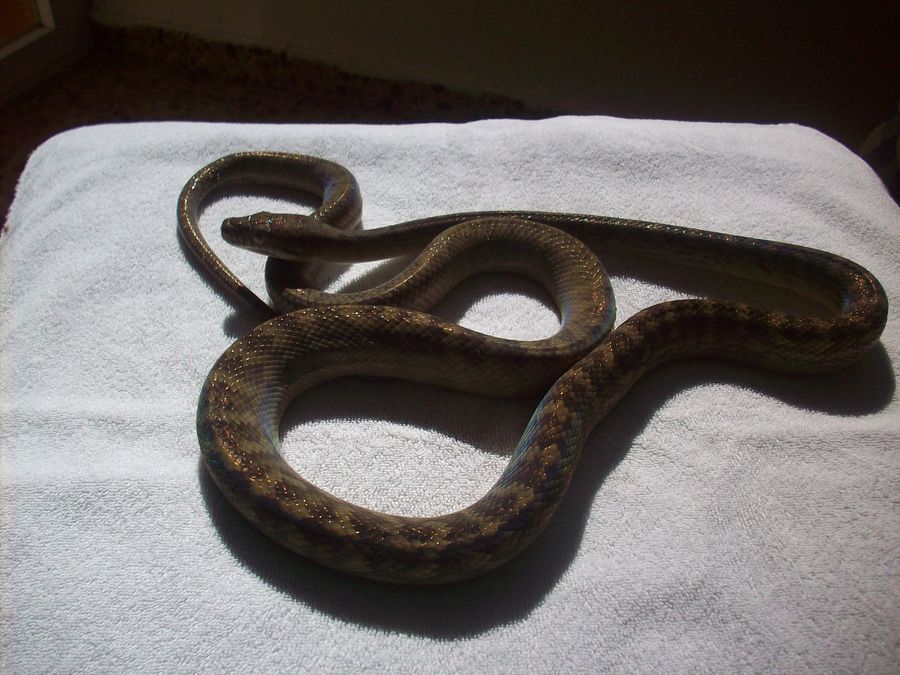 MERAUKE [800x600].JPG