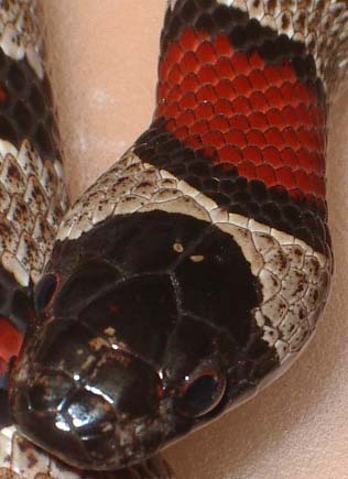 mex x thayeri x greeri hembra cabeza.jpg