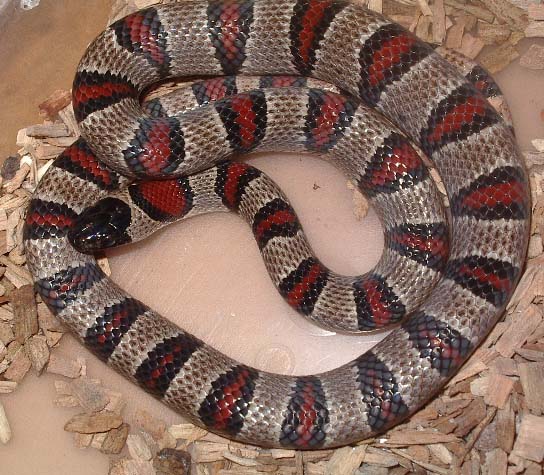 mex x thayeri x greeri hembra.jpg