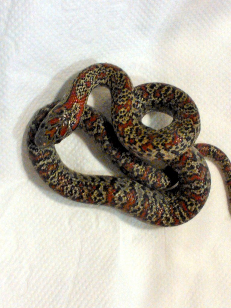 Mexicana granite hembra