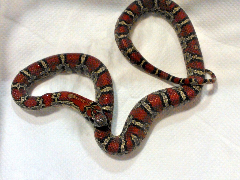 Mexicana granite macho