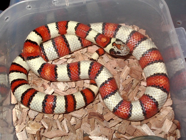 Mexicana thayeri julio'09