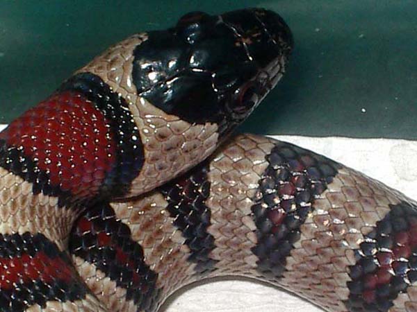 mexicana x greeri x thayeri hembra detalle.JPG