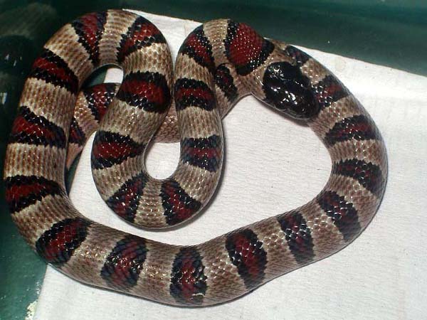 mexicana x greeri x thayeri hembra.JPG