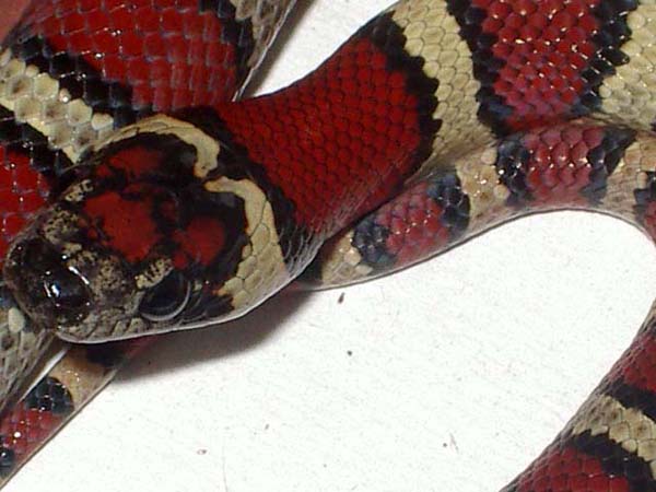 mexicana x greeri x thayeri macho detalle.JPG