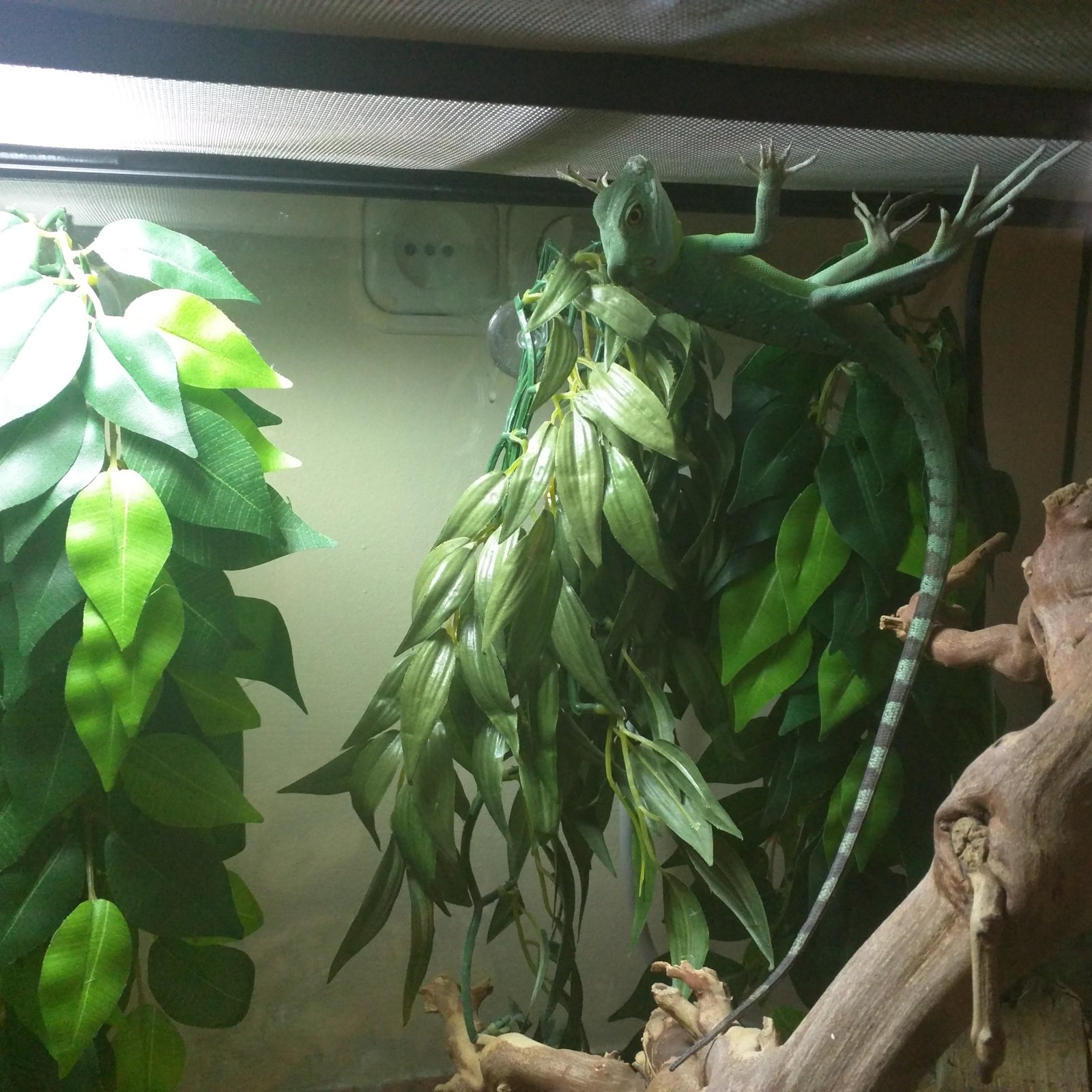 Mi basilisco verde colgado