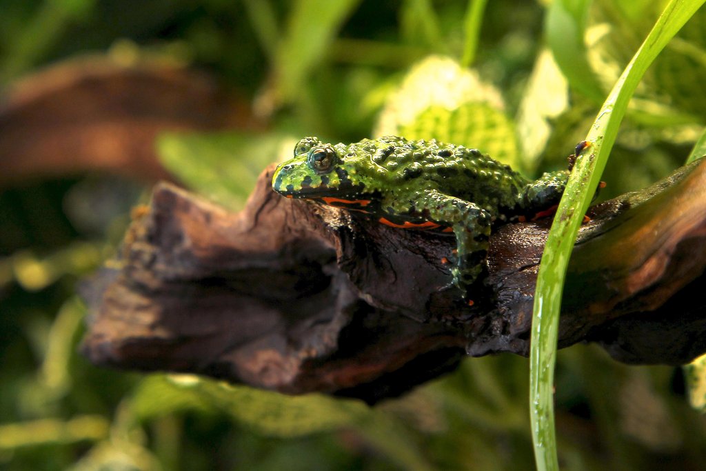 Mi Bombina Orientalis