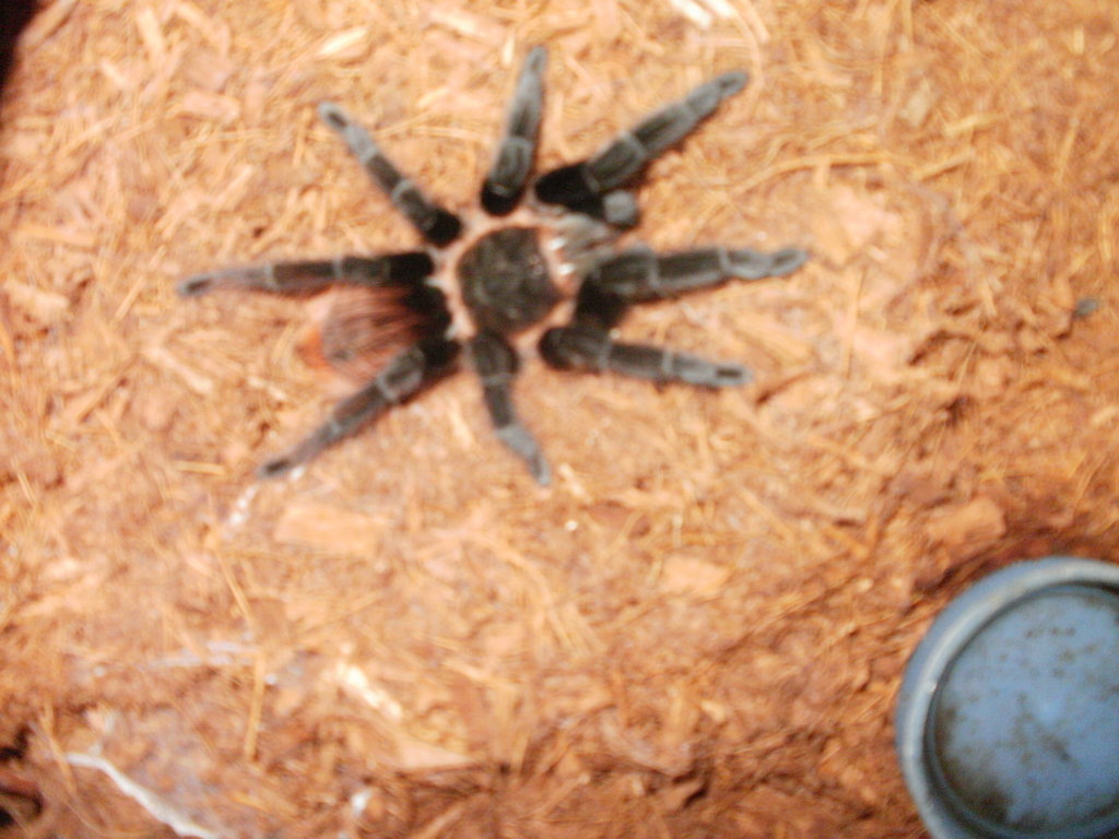 mi brachypelma vagans