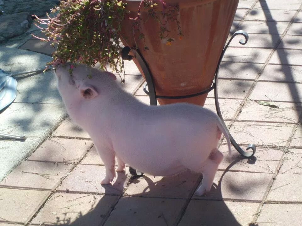 Mi cerdita Ada Odisea