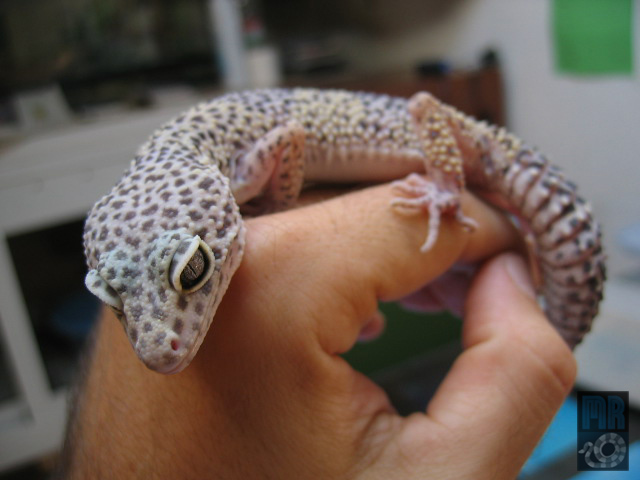 mi gecko.jpg
