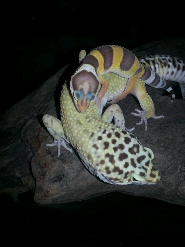 mi gecko leopardo high yellow