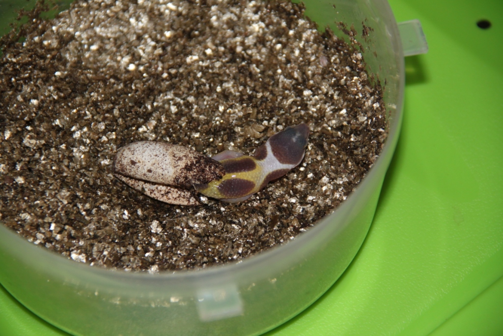 Mi gecko saliendo del cascarón