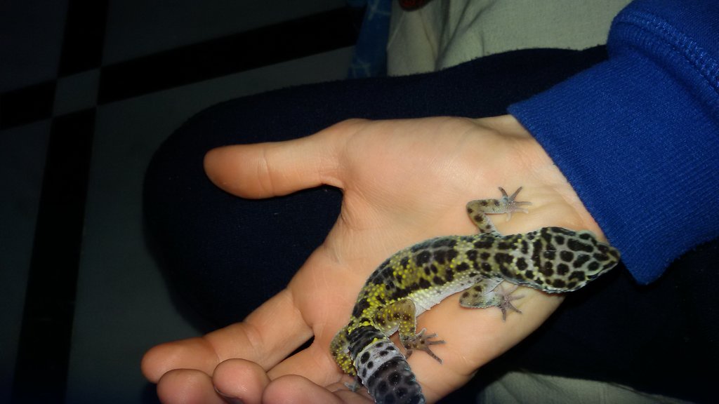 Mi gecko