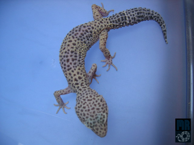 mi gecko2.jpg
