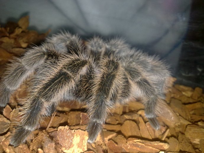 mi grammostola de lado.jpg