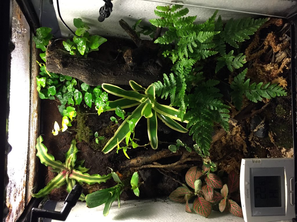 Mi nuevo terrario, madurando a la espera de sus inquilinos