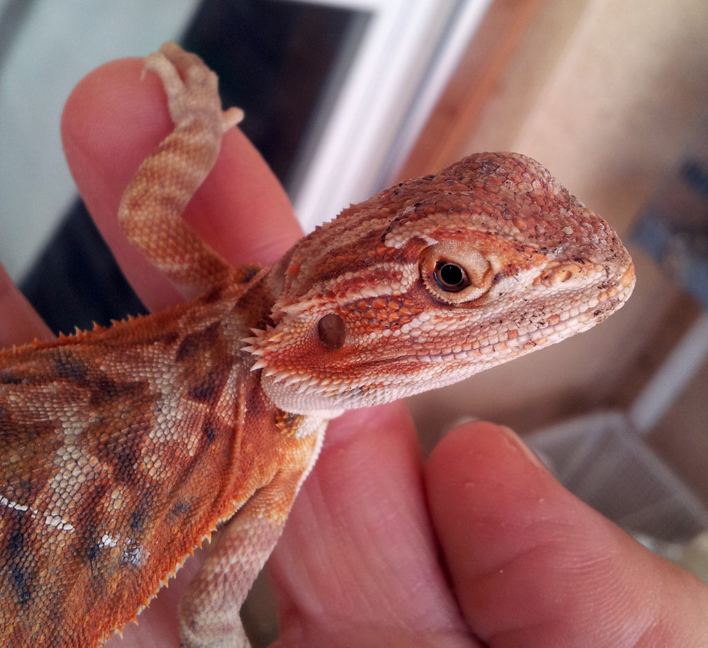 Mi pogona 1