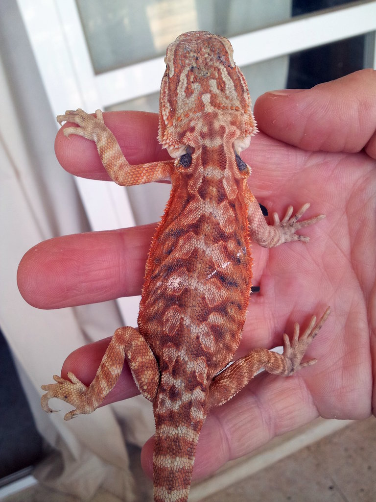 Mi pogona 2