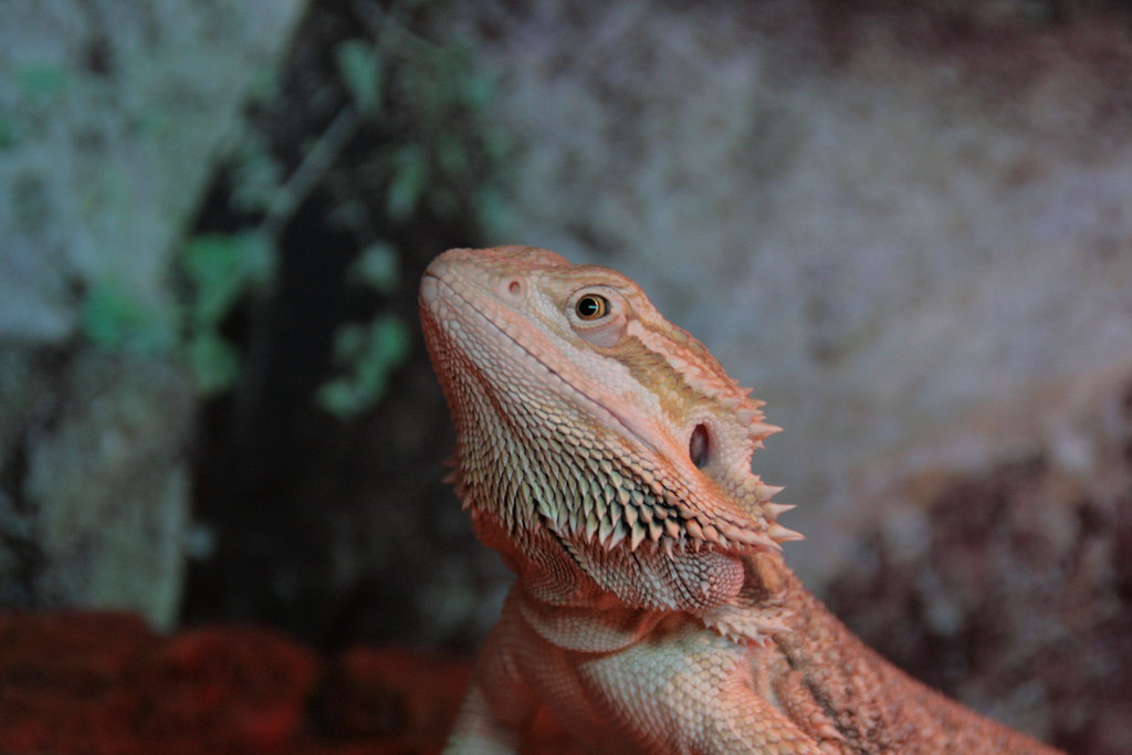 mi pogona
