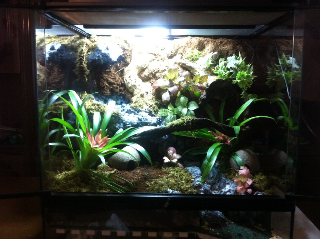 Mi primer terrario/vivario para dendros "terminado" - JOSSFROGS