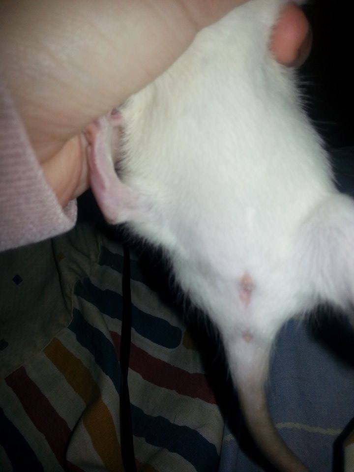 Mi rata macho o hembra?