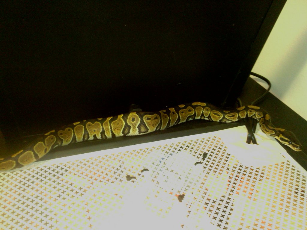 Mi regius y yo nos presentamos.