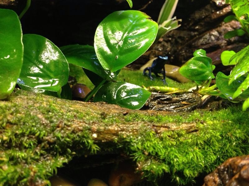 Mi terrario de dendrobates